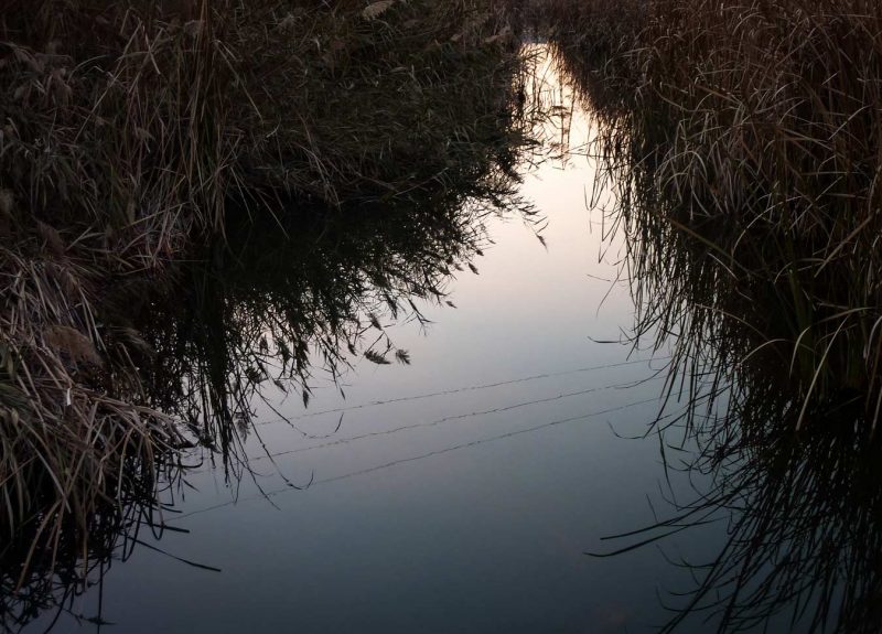 vegetació riu anoia igualada propera