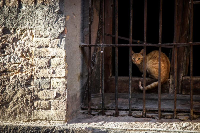 gat edifici abandonat enderrocat rec igualada