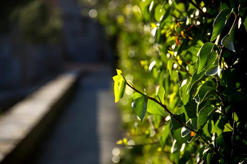 herbes branques rec igualada verd viu primavera