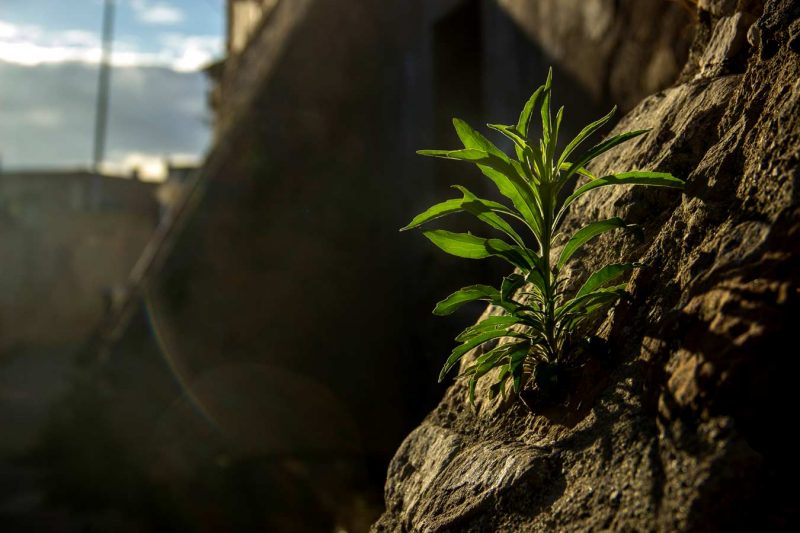 herbes a les pedres sol de tarda rec igualada hierbas entrando piedras