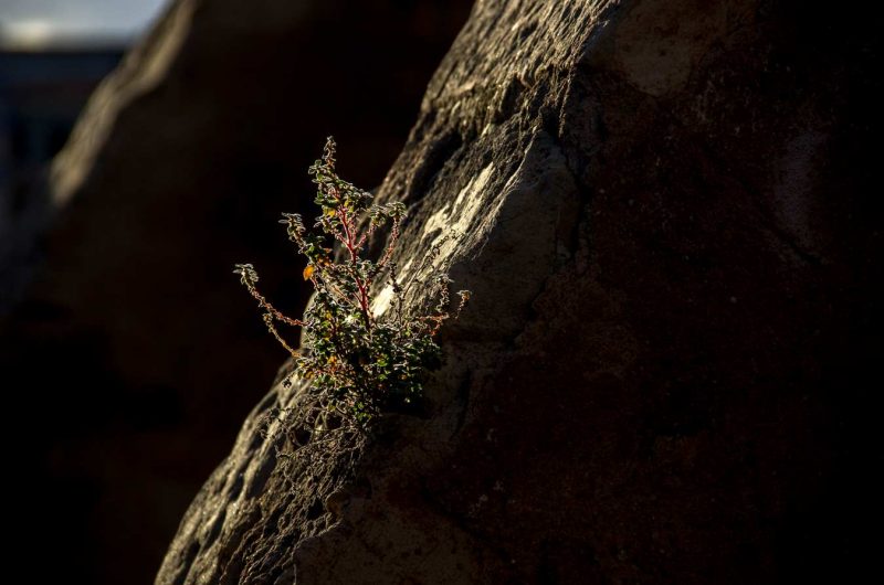 herbes a les pedres sol de tarda rec igualada