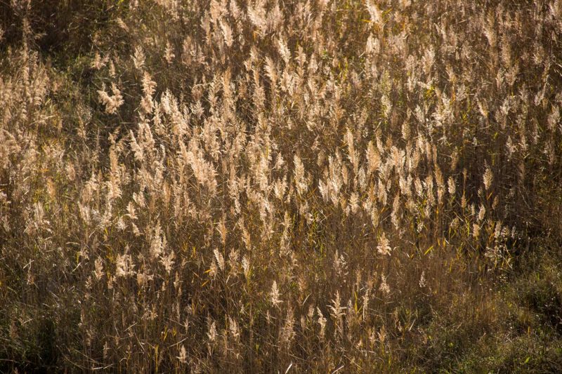 canyes de riu agrupades llum sol riu anoia