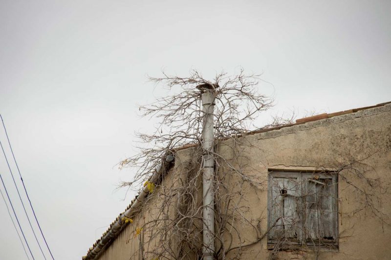 branca seca chimenea