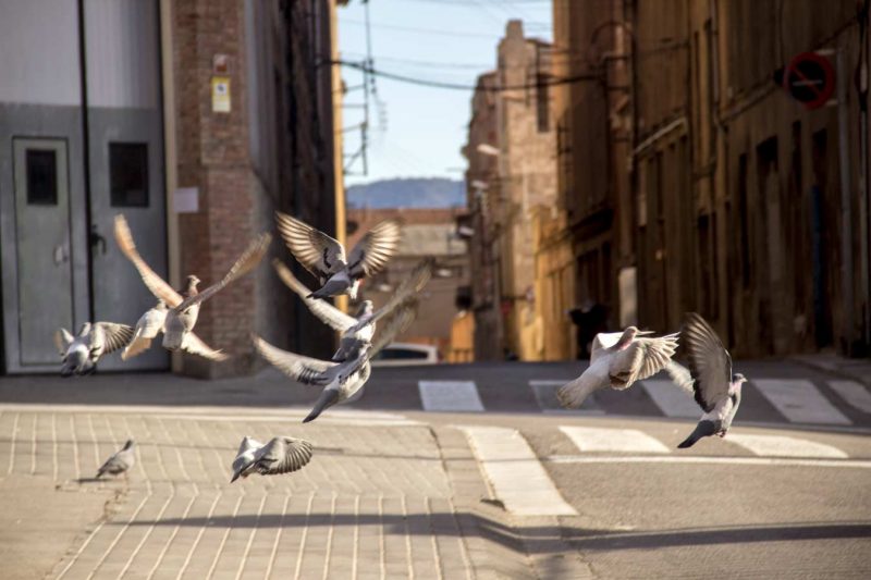 coloms volant rec igualada