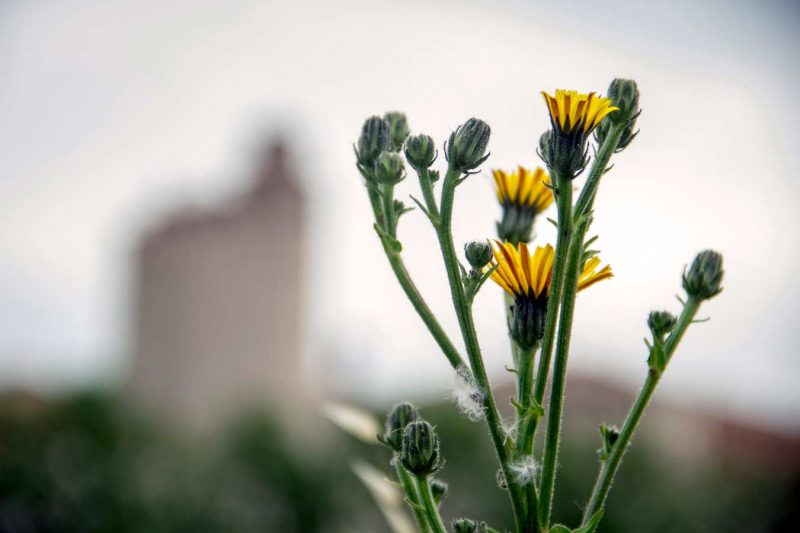 edifici cereal rec igualada