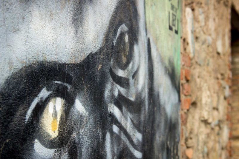 orangutà al rec igualada orangután chimpanzé gorila