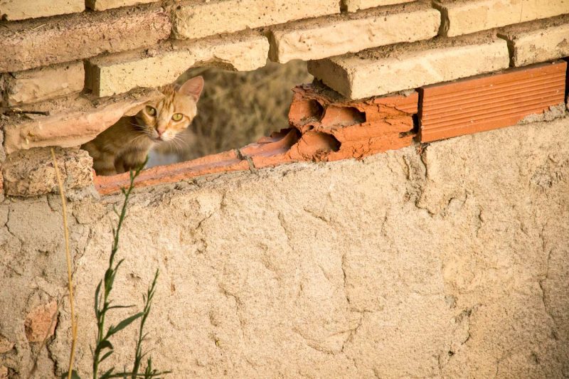 gat mirant a càmera rec igualada gatet gatito