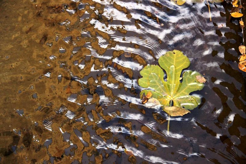 fulla de tardor nedant