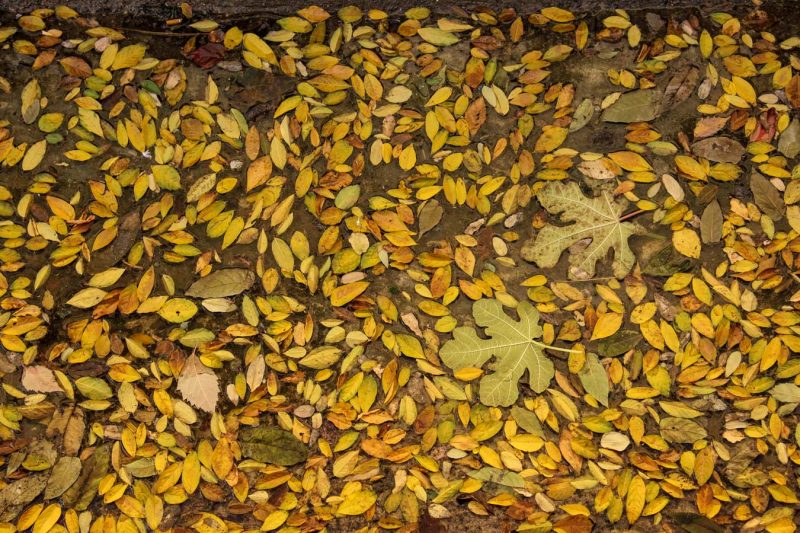 FULLES DE TARDOR DE TOTS COLORS AL REC IGUALADA