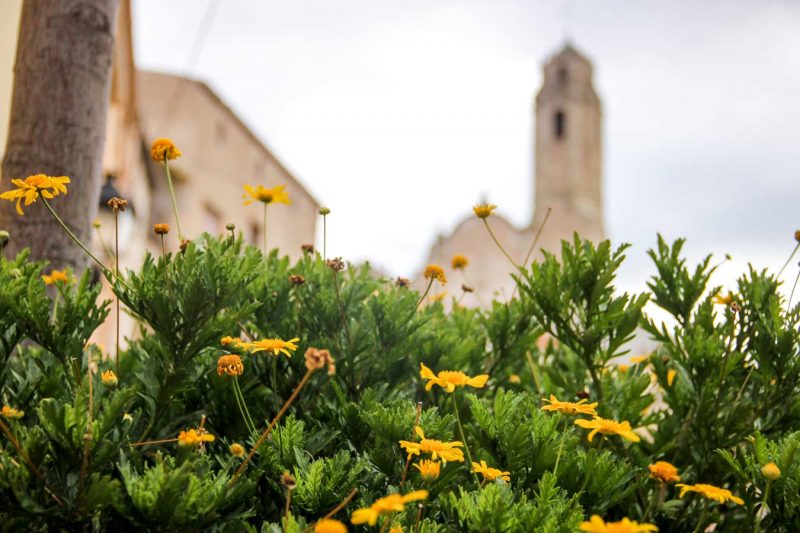 flors a barberà de la conca