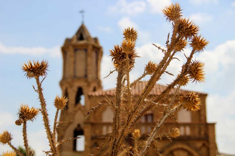 flors seques flores secas a barberà de la conca