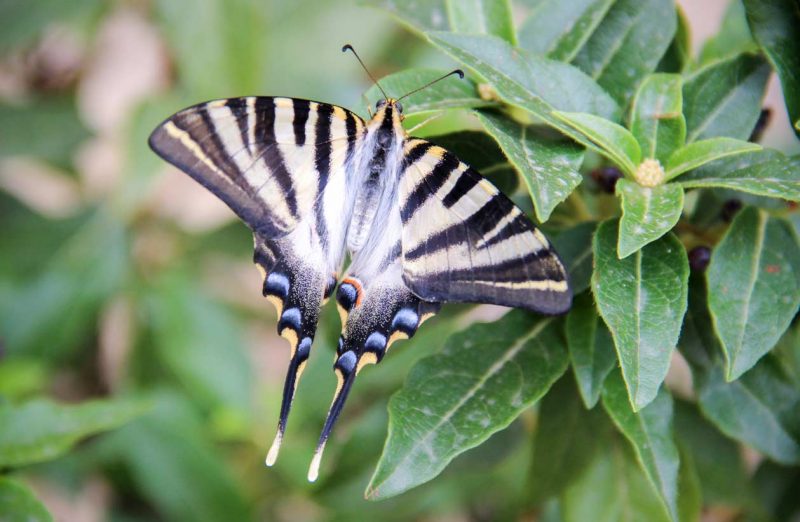 papallona a espluga de francolí conca de barberà
