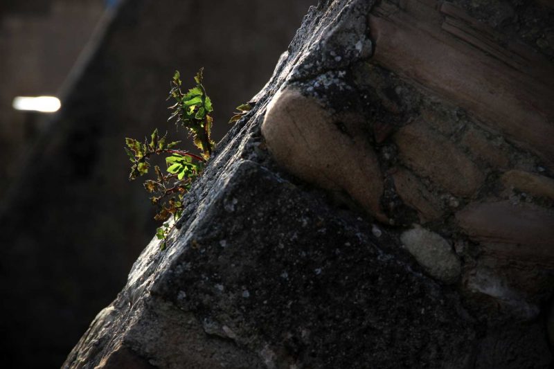herbes silvestres contraforts rec igualada