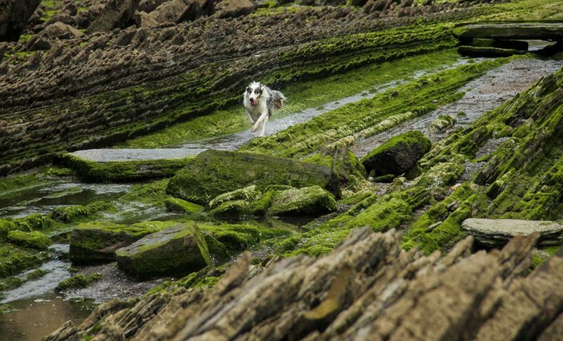 lineas perfectas hacia el mar en sakoneta perro corrienedo