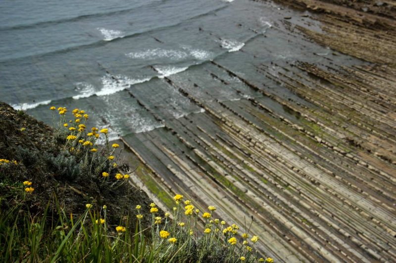 flor groga linies perfectes traçades al mar a sakoneta