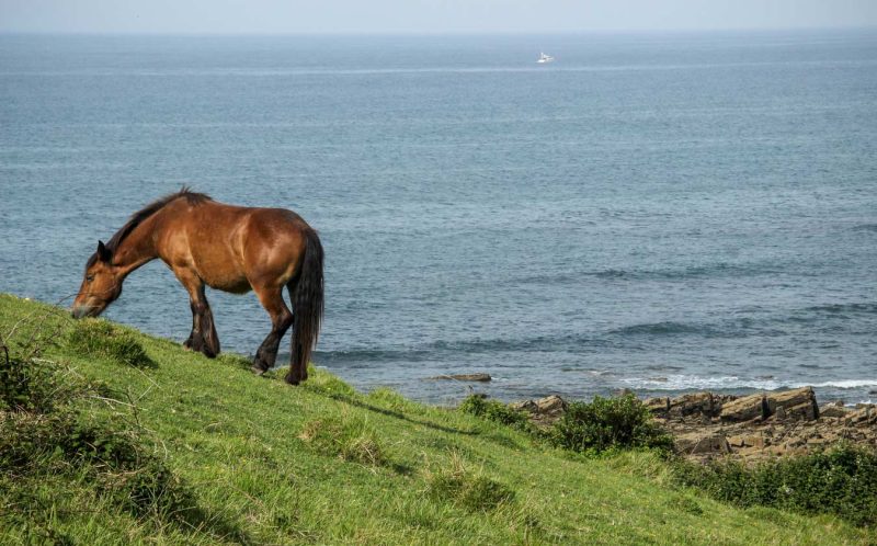 cavall caballo sakoneta verde