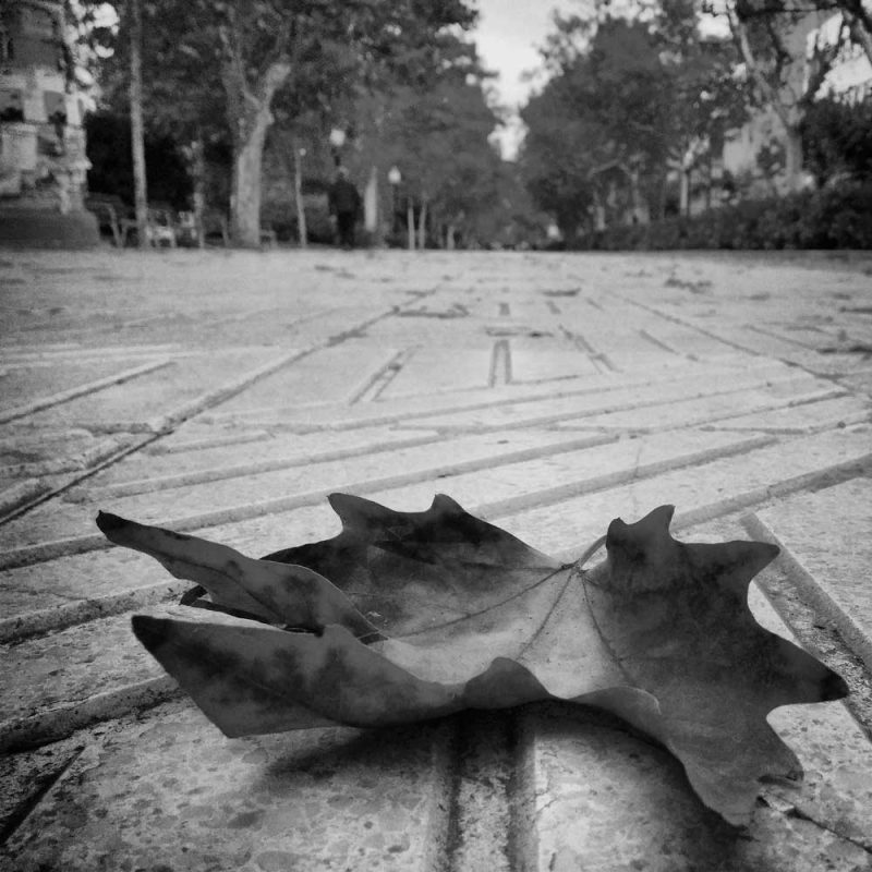 tardor fulles Igualada Passeig Verdaguer